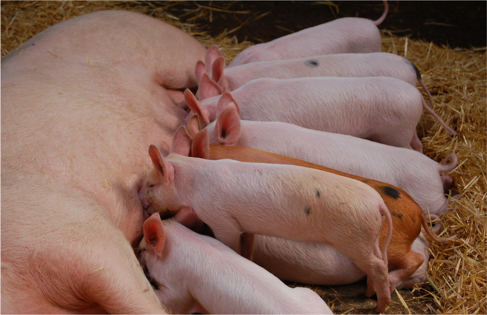 Word Animal Rearing Jeffy Ochy Farms Limited